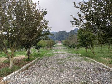 تصویر جنگلی مَزرس